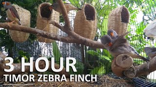 Timor Zebra Finch Song  3 Hours Finch Sounds [upl. by Greerson]