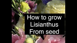 Starting Lisianthus Flower from Seed  How to Grow Lisianthus  Helpful Hints I have Learned [upl. by Leatrice]