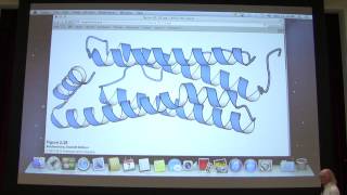 Aherns Biochemistry 4  Protein Structure I [upl. by Ahsiekram]