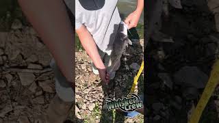 The JB Special 22 inch catfish just cant get away from them [upl. by Braswell]