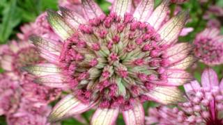 Astrantia major HD1080p [upl. by Baudelaire]