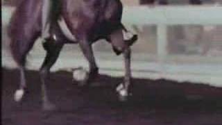 American Saddlebred horse at the Rack  Slow Motion [upl. by Lauter]