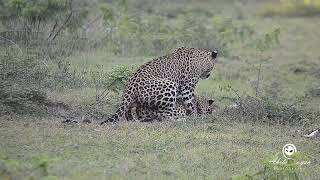 Leopard Mating Couple  Wilpattu National Park  විල්පත්තු කොටි යුවල [upl. by O'Brien]