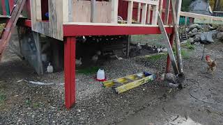 Easter egger hens coop progress amp rambling LOL [upl. by Suirradal]