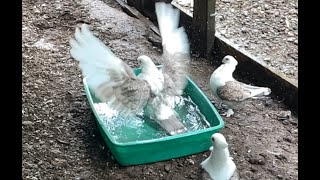 SloMo bird bath  Satinette Pigeon [upl. by Neiluj]