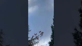 Strong Wind Storm In Vancouver 😱 windstorm highwinds ytshorts youtubeshort viralvideo surrey [upl. by Kondon]