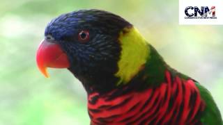 Rainbow Lorikeet Singing on a Tree  by John D Villarreal [upl. by Lizette]