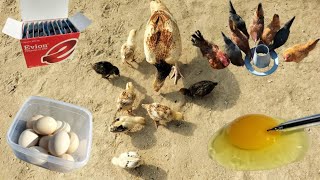 Tocopherol  Vitamin E  Evion Capsules for Chickens  Flock Winter Care  Dr ARSHAD [upl. by Eon]