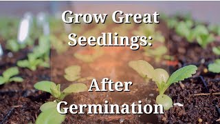 Grow Great Seedlings After Germination [upl. by Korfonta713]