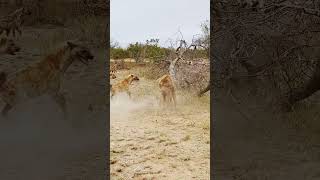 Dramatic Rescue by Hyenas after a Lion Catches one [upl. by Leshia846]