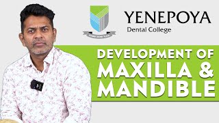 Development of Maxilla amp Mandible  Orthodontics  Yenepoya Dental College [upl. by Ataymik]