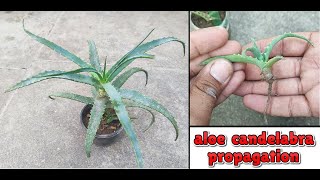 how to grow candelabra aloe from pups  propagation of aloe arborescens from pups [upl. by Luna]