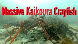 Massive Kaikoura Crayfish│Freediving Kaikoura Crayfish everywhere [upl. by Noyrb]