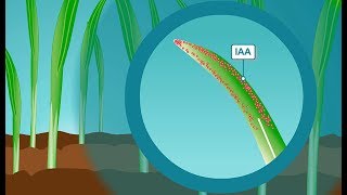 Plant hormones How IAA the most common form of auxin works [upl. by Bashemeth]