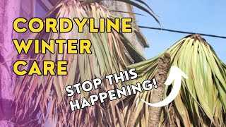 How to protect a cordyline australis from the cold and how to resurrect a dead one [upl. by Stagg]