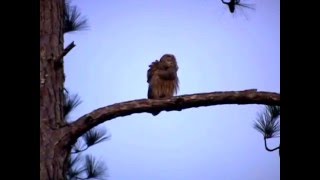 Two Barred Owls Hooting [upl. by Nari]