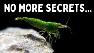 Everything You Should Know Before You Get Shrimp 7 Tips for Keeping Shrimp in an Aquarium [upl. by Lladnor]