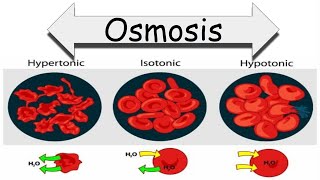 Osmosis Hypertonic hypotonic Isotonic [upl. by Caddric]