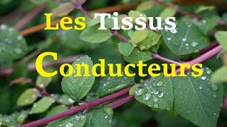 Les Tissus Conducteurs [upl. by Golda]