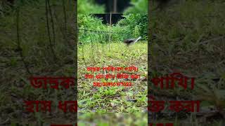 Original China bird trap huntingdahuk dhora fadhash dhora fadwaterhen bird trap hunting [upl. by Hsiwhem842]