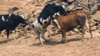 Cow Mating in Group [upl. by Branen]