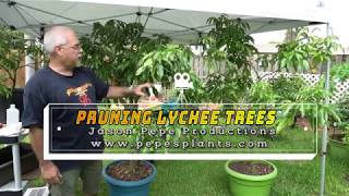 How to prune and dwarf container grown lychee fruit trees [upl. by Anertal]