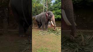 Elephant in Kerala Puthucode Bhagavathi temple elephant elephants elephantvideo elephantlove [upl. by Yror601]