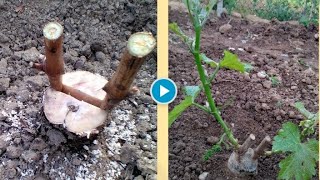 Grafting an old vine on a split🍇 grafting grape [upl. by Fronniah]