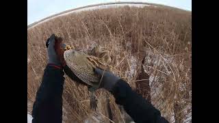 1 First Pheasant South Dakota limit day after 1 week weather delay DISCO quotGet That Birdquot [upl. by Niasuh]