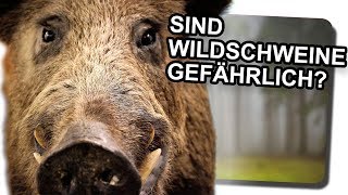 Sind Wildschweine gefährlich [upl. by Araccot391]