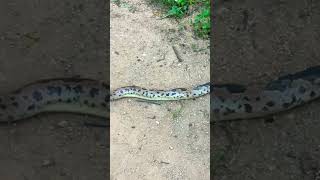 Kenyan sand boa snake naturesnakenonvenomousrichiebonamshortsviralyoutubeshortsshortvideo [upl. by Assiar]