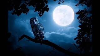 Owl therianMeditation amp shifting music with owl noises [upl. by Merline]