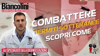 🔴Termiti sotterranee  scopri come combatterle🔴 [upl. by Cora]