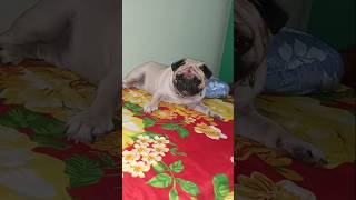 Hazel ki koncham kuda tension Ledhu  hazel pug dog videos  yt shorts  DivyasreeAgrifarm [upl. by Eilama]