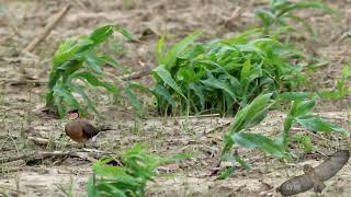 燕鴴  Oriental Pratincole  Glareola maldivarum [upl. by Anilatac436]