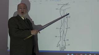 Anatomy of upper limb 62  Dermatomes amp myotomes   by Dr Wahdan [upl. by Otinauj302]