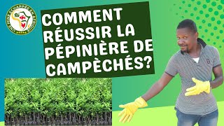 Comment réussir la pépinière de campéchés [upl. by Phelia]