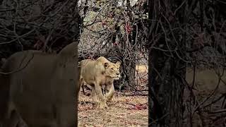 Mãe Leoa protegendo seu filhote de guepardo e leopardo [upl. by Anisah797]