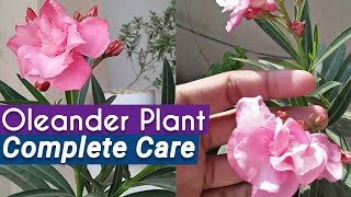 All About OleanderKaner Plant Care  Oleander Care Tips and Tricks [upl. by Ecarret566]