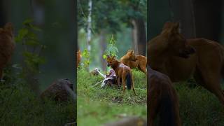 Dholes with deer kill hunting dholes kabini shortsviral shortsvideo viralshorts [upl. by Gnohc]