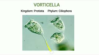 Phylum Ciliophora  Vorticella [upl. by Hammad]