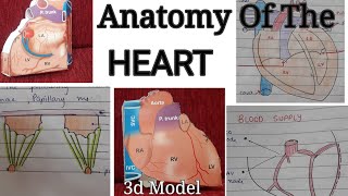 Anatomy Of The HEART in Detail  Notes  Surfaces  Borders  Relations  Blood Supply  Veins [upl. by Trinee]