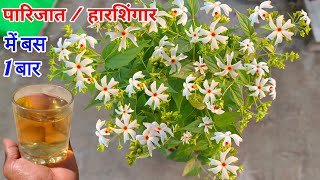 हारसिंगार  पारिजात फूलोंकलियों से भर जायेगा एक बार में ही । Harsingar Plant Kaise Lagaye Gamle me [upl. by Hourigan]