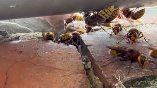 European Hornet Nest in Spratton Northamptonshire [upl. by Atileda]