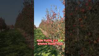 Apple Picking ​NatureBounty Whitby Canada Ambrosia CrimsonCrisp Gala many more Varieties [upl. by Ecneps734]