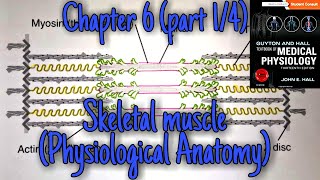 Skeletal muscle physiological anatomy sarcomere actin myosinchapter 6part14Guyton and hall [upl. by Notyarb407]