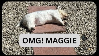 OMG Whats Happened To Maggie [upl. by Eimmak]