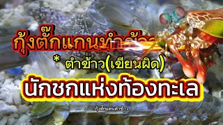 กุ้งกั้งตัั๊กแตนตำข้าว นักชกแห่งท้องทะเล สิ่งมีชีวิตที่ต่อยแรงที่สุด [upl. by Lubet648]