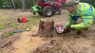 Stump Grinding 20 Stumps Baumalight 1P24  Massey Ferguson 1825e  No Stumps [upl. by Essilem]