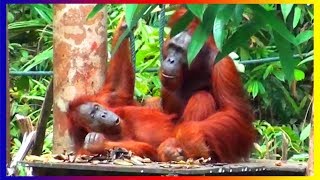 Bornean Orangutan Monkey Breeds Mating In Love And Training Around The World [upl. by Aidan611]